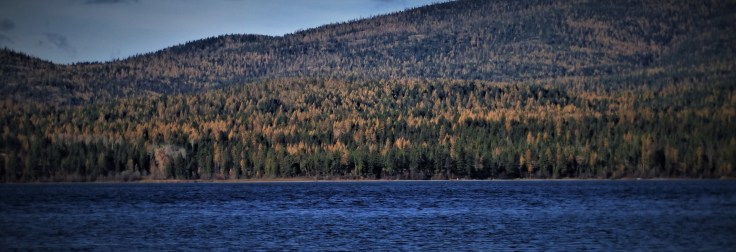 Lake Mary Ronan_Larch_Oct_2018 v.jpg