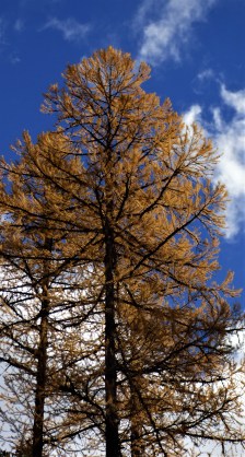 Larch 1