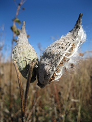 Save Milkweed DTP
