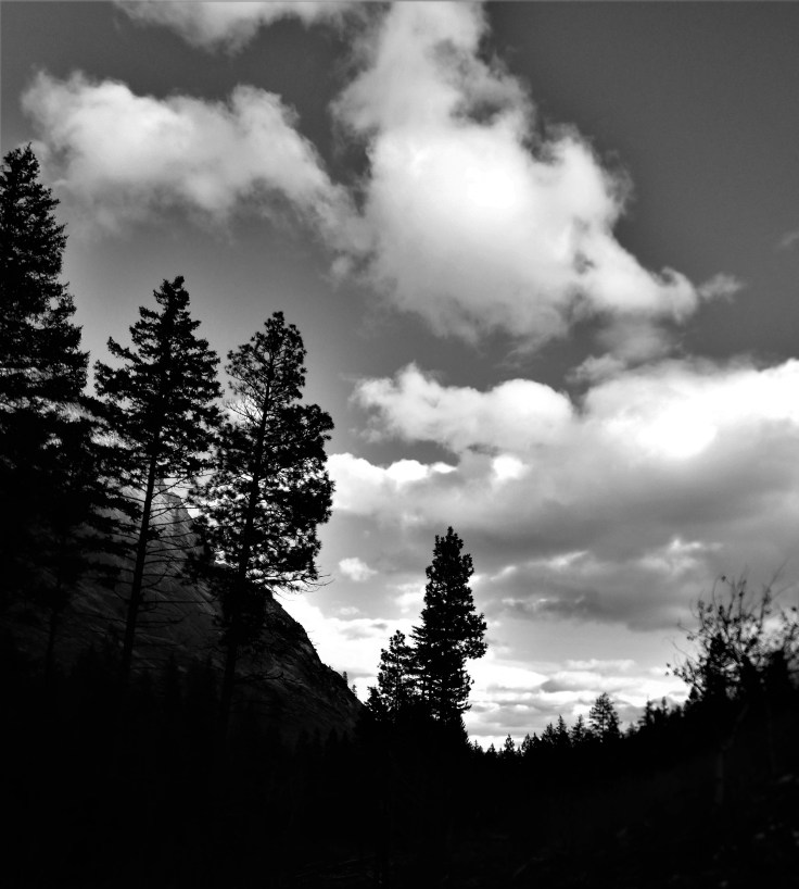 Blodgett Creek Trail