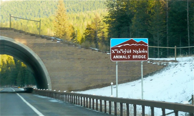 animals_bridge_flathead_reservation