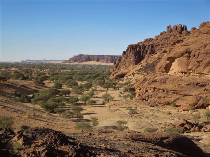 Acacia_Trees_(24227057806)