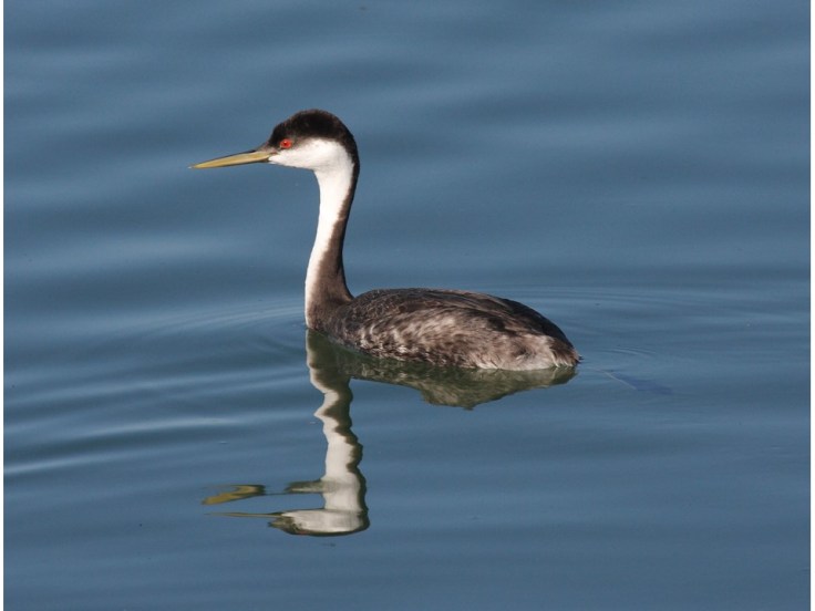 Western grebe